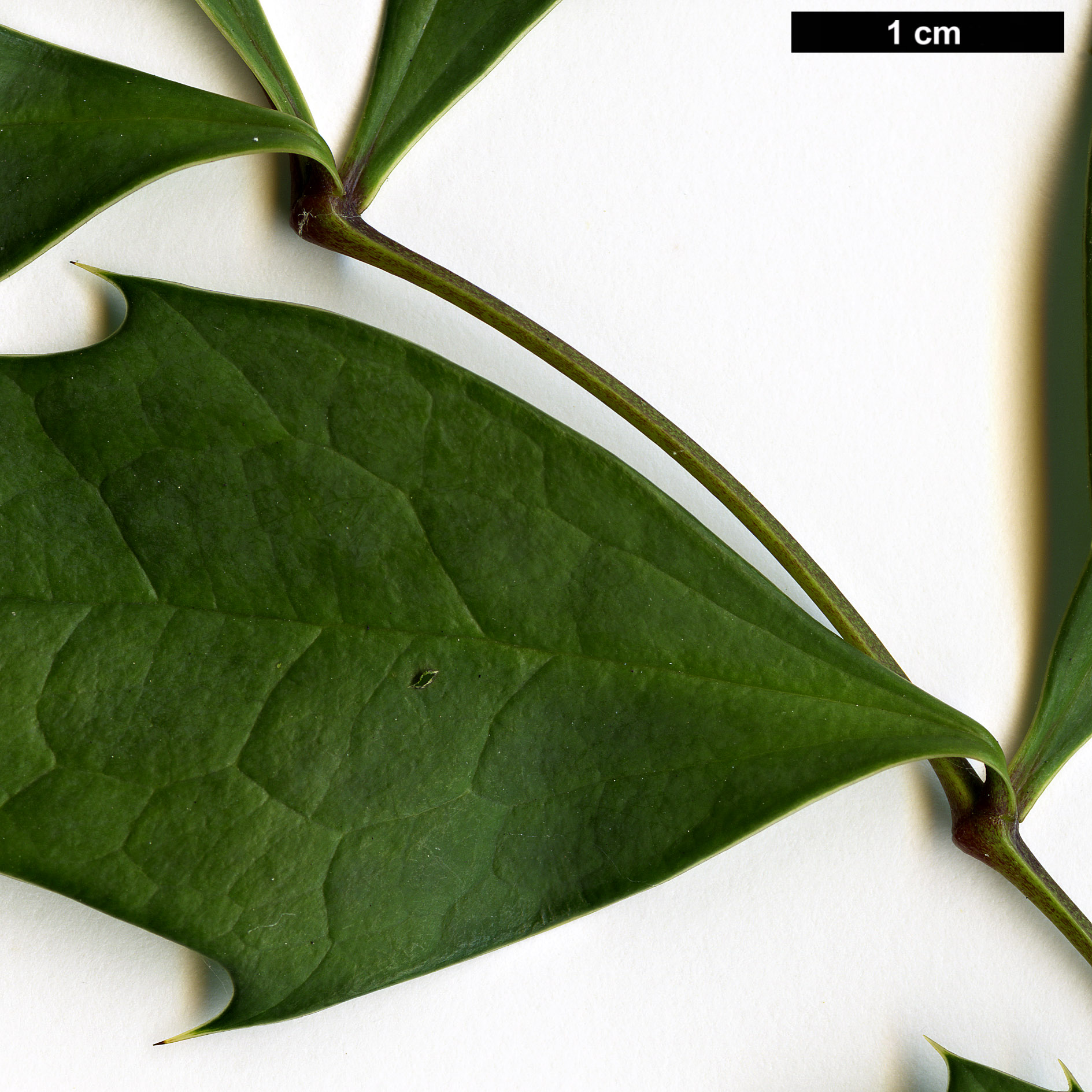 High resolution image: Family: Berberidaceae - Genus: Mahonia - Taxon: breviracema